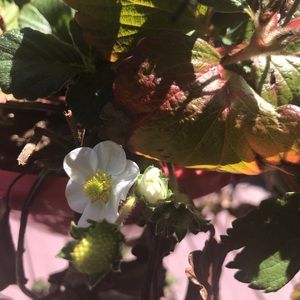 Meet your Posher, Lea